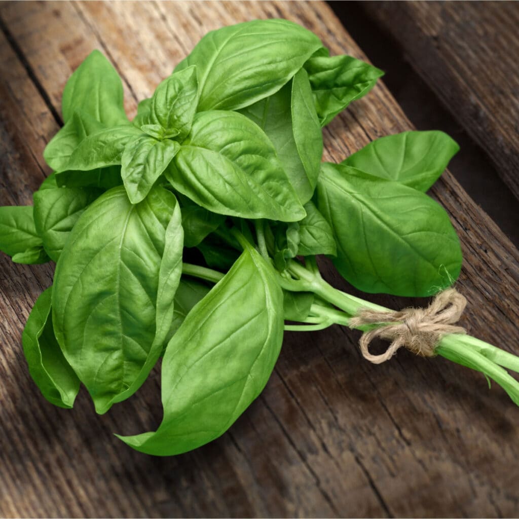 Fresh Basil on a Wooden 
Table