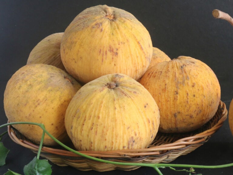 25 Best Filipino Fruits To Try Today Insanely Good