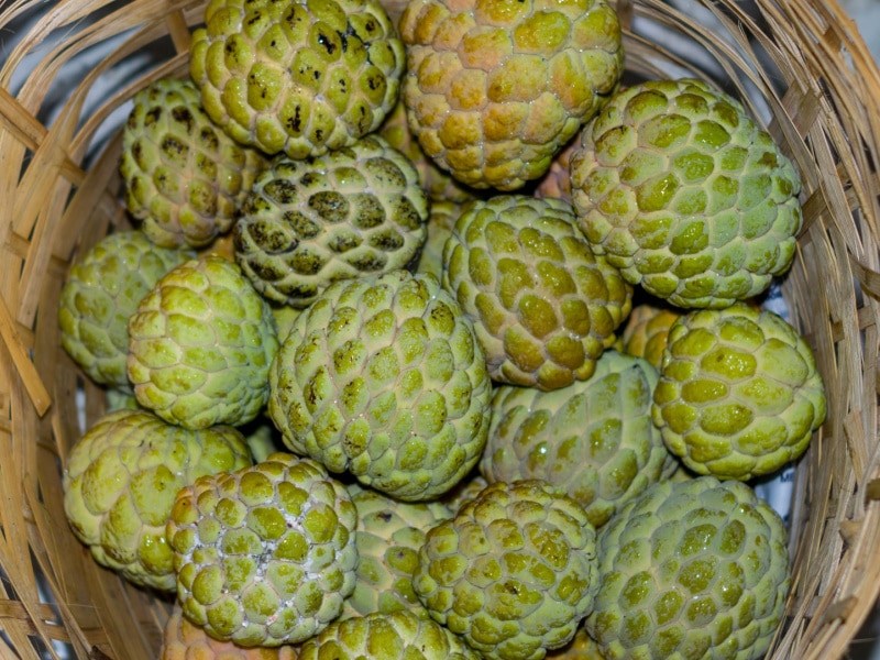 25 Best Filipino Fruits To Try Today Insanely Good