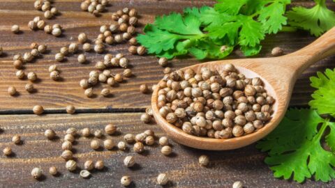 Dry Corandier Seed Spice in a Wooden Spoon