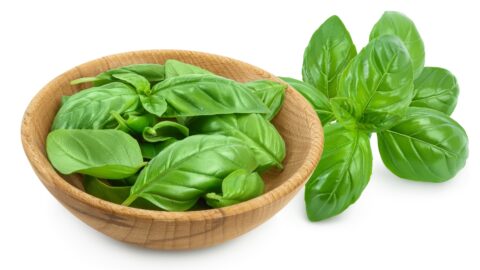 Fresh Basil Leaves in a Wooden Bowl