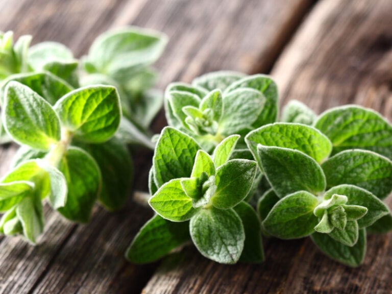 10 Substitutes for Basil (Best Options) - Insanely Good