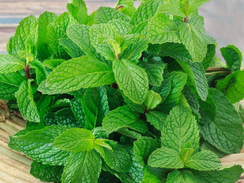 Fresh Mint Leaves on a Wooden Table