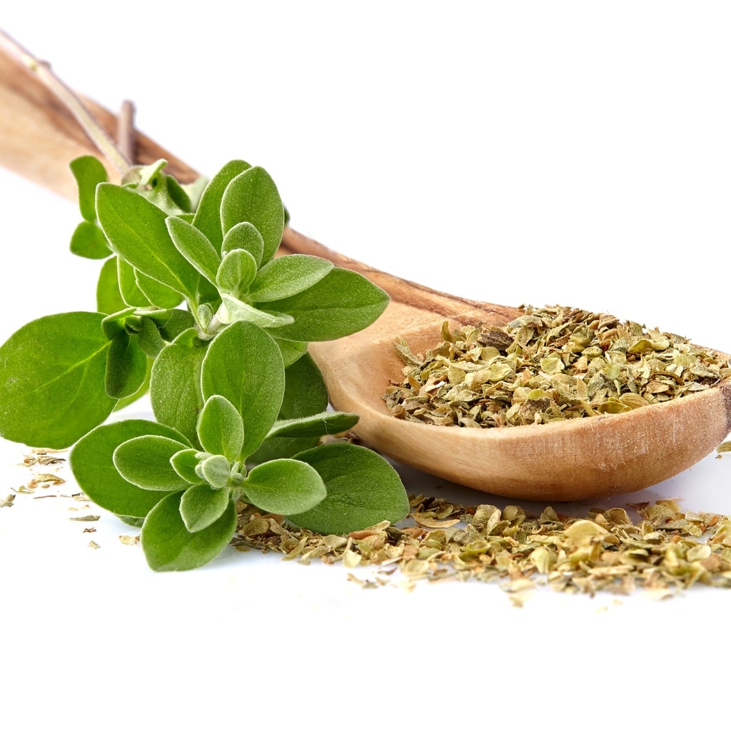 Raw Organic Oregano in a Wooden Spoon with Leaves