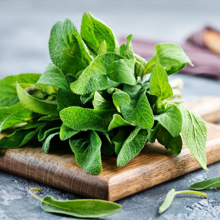 13 Substitutes for Oregano (Best Alternatives) Insanely Good