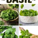 Substitutes for Basil