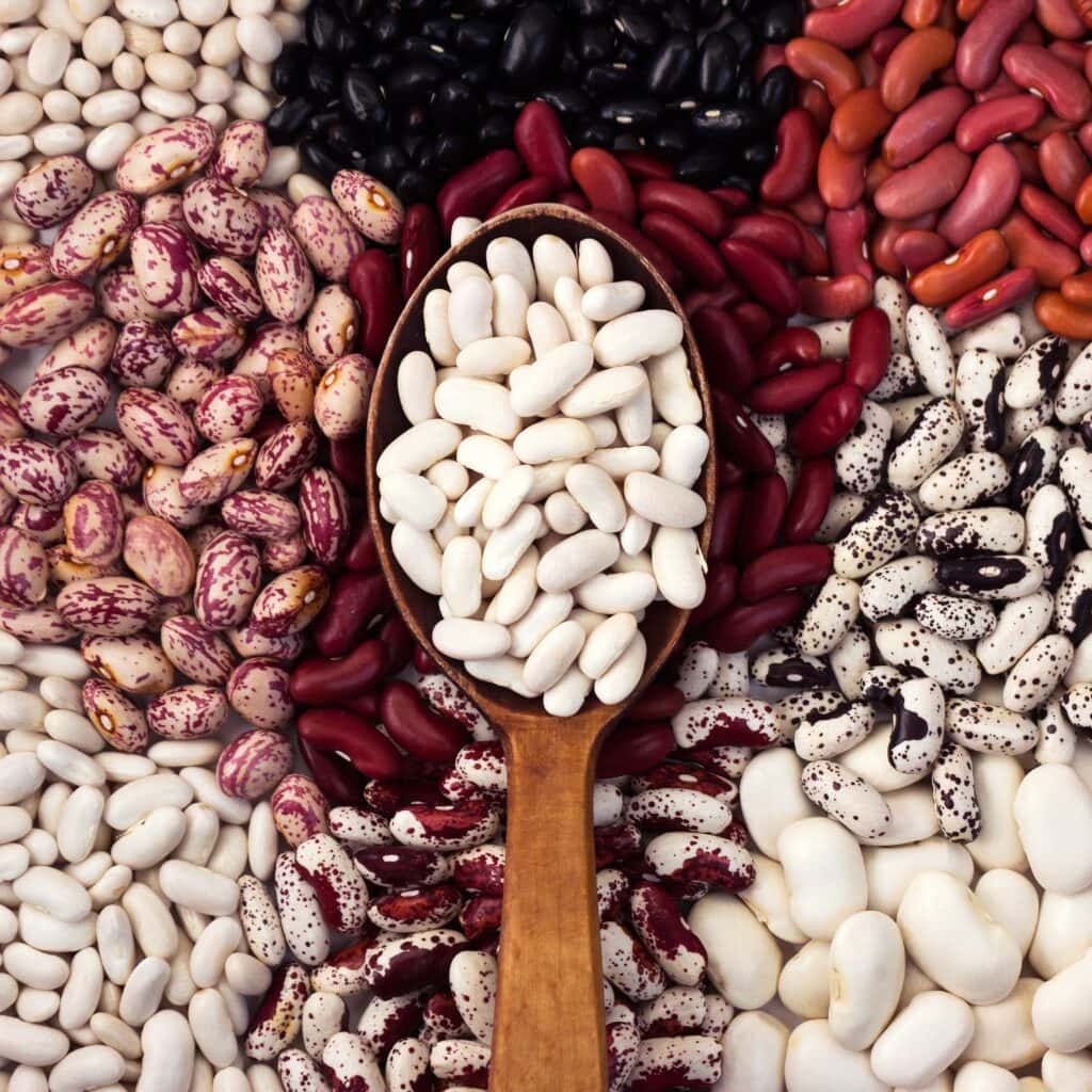 Different Types of Beans Including Cannellini, Pinto and Kidney