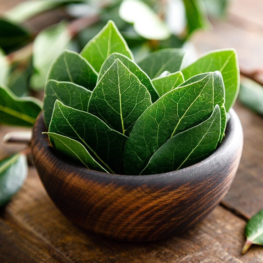 Fresh Green Bay Leaves Arranged on a Brown Wooden Bowl