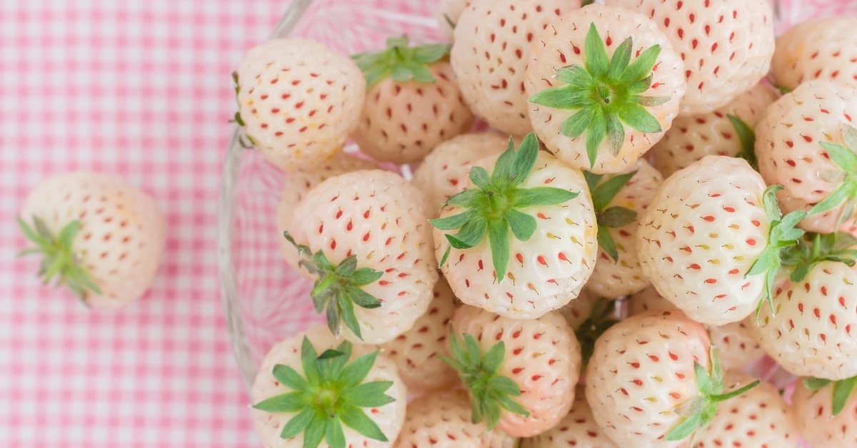 Fresh Organic White Strawberries