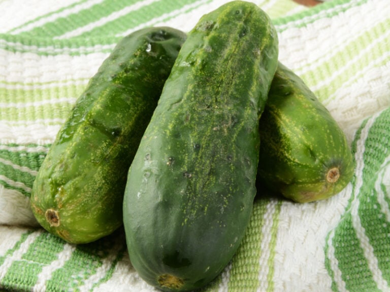 10 Different Types Of Cucumbers - Insanely Good