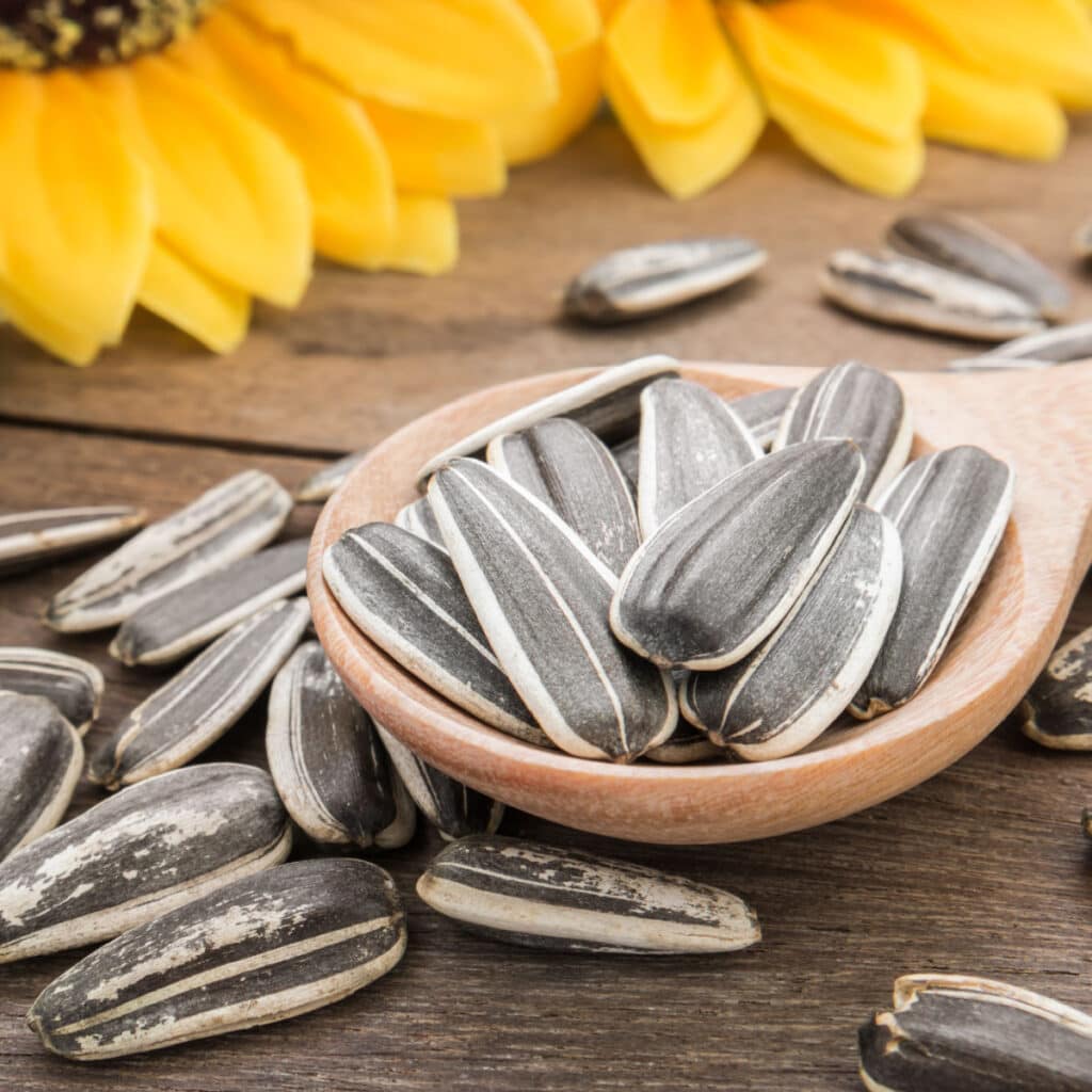 Bunch of Sunflower Seeds on a Wooden  Spoon