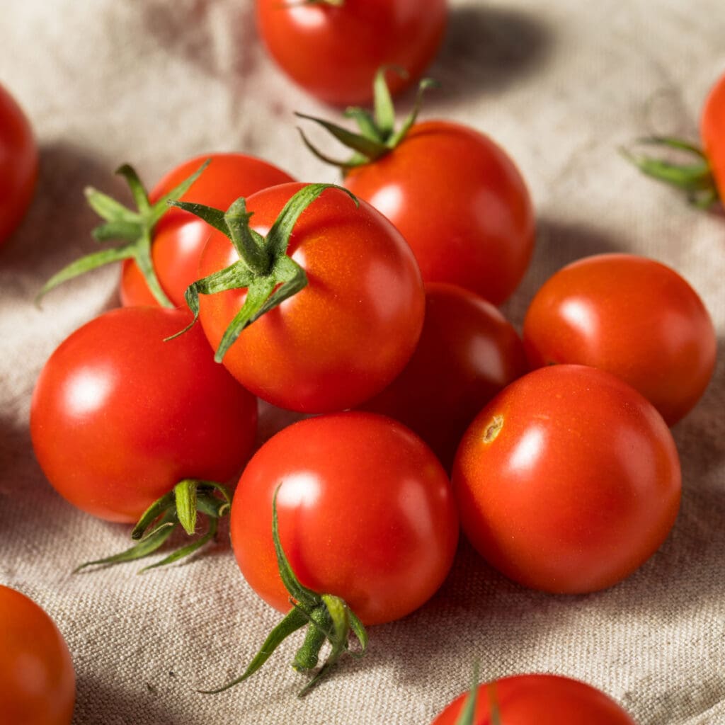 Bunch of Red Organic Fresh Tomatoes on a Rustic Cloth