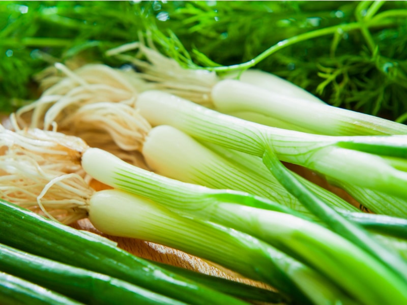 Fresh Green Onions with Roots
