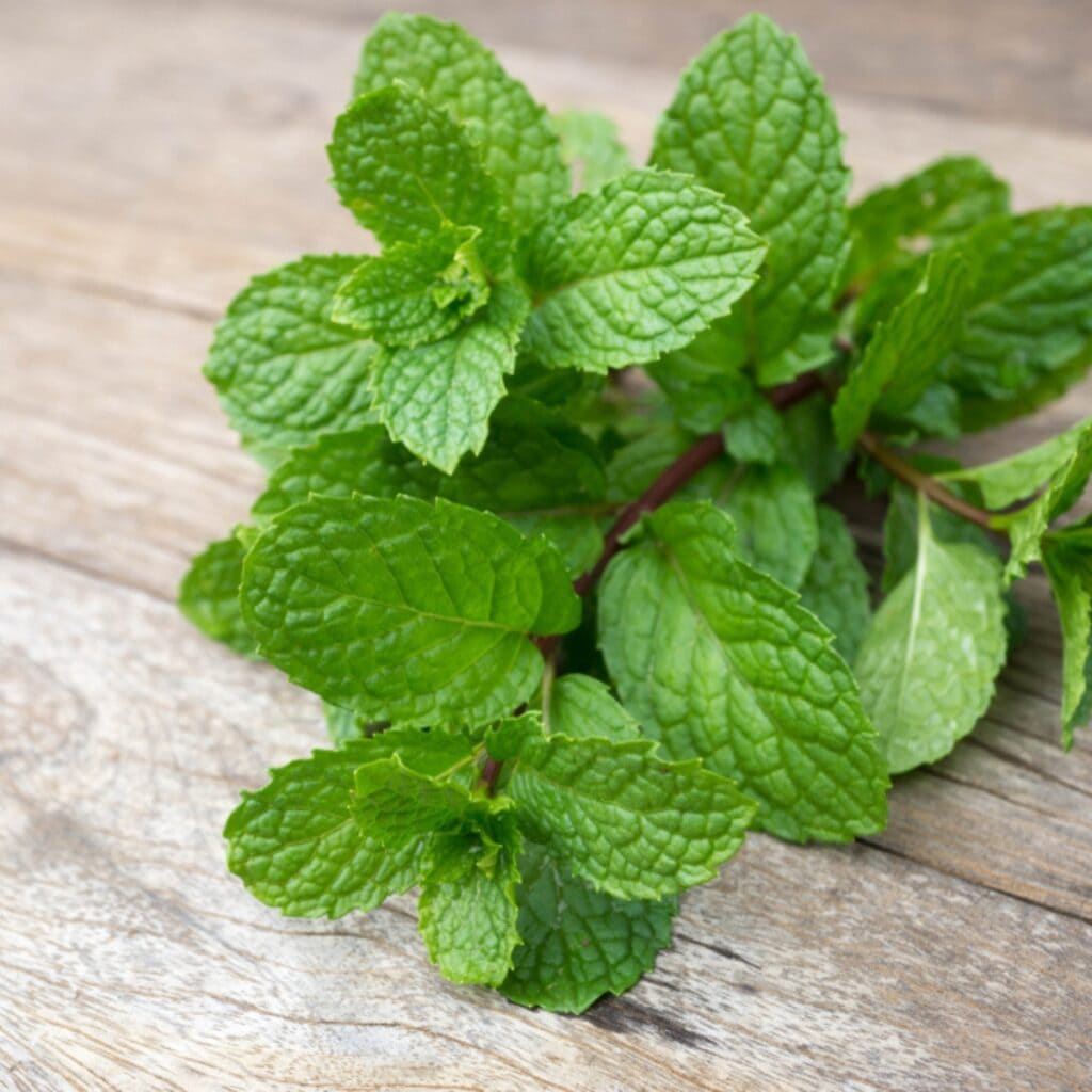 Bunch of Fresh Mint Leaves