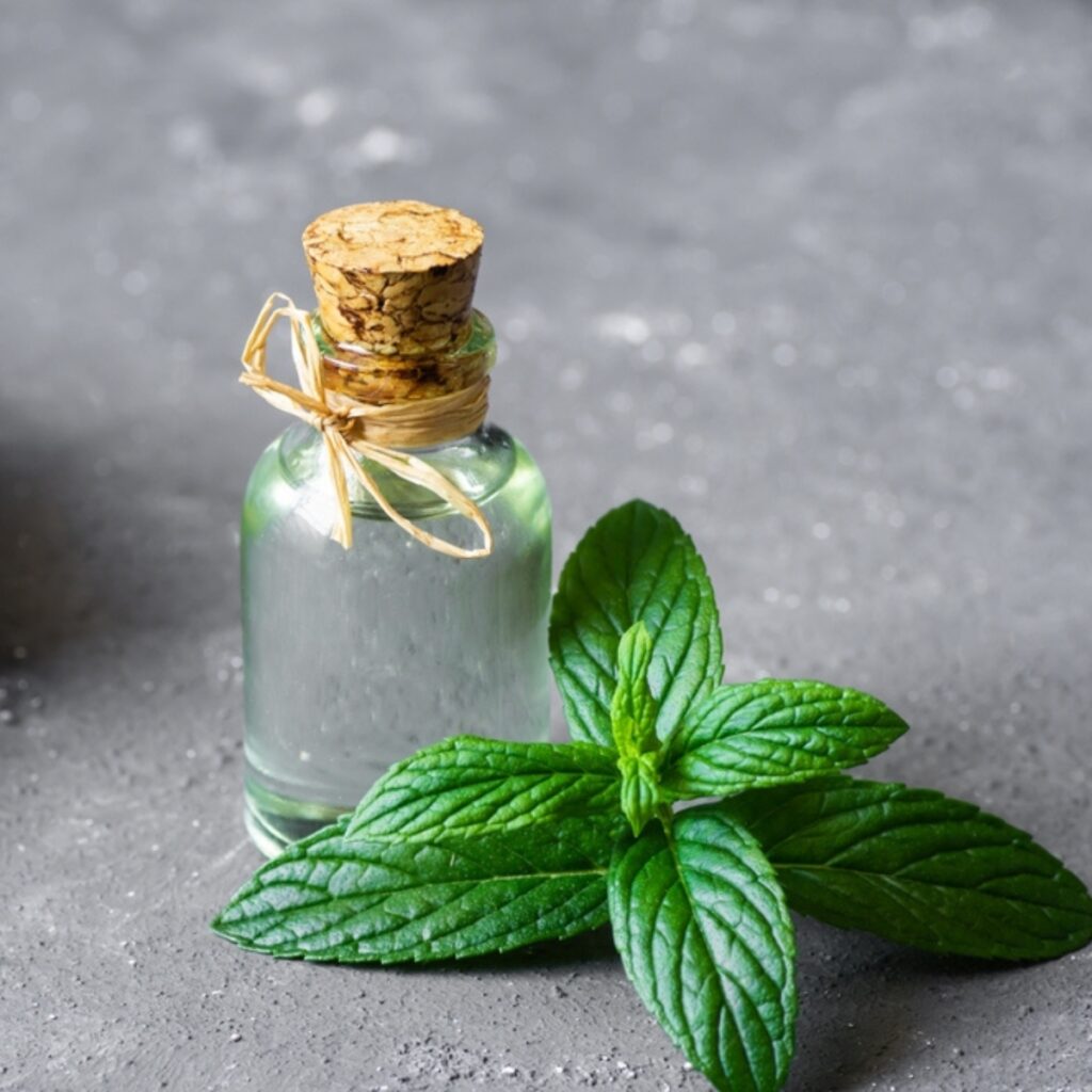 Mint Extract in a Small Bottle and Fresh Mint Leaves