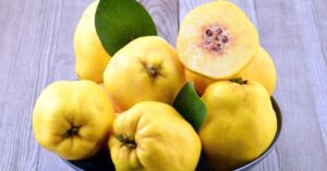 Fresh Organic Yellow Quince Fruit