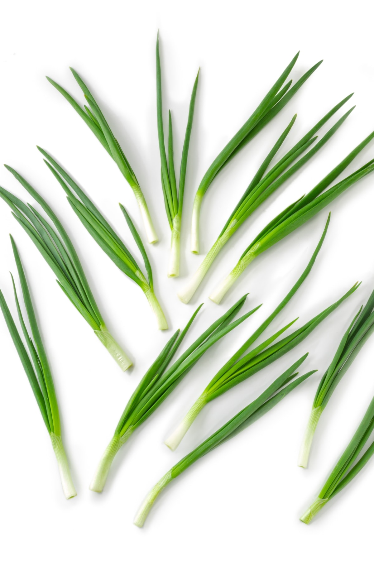 Isolated Green Onions on a White Background