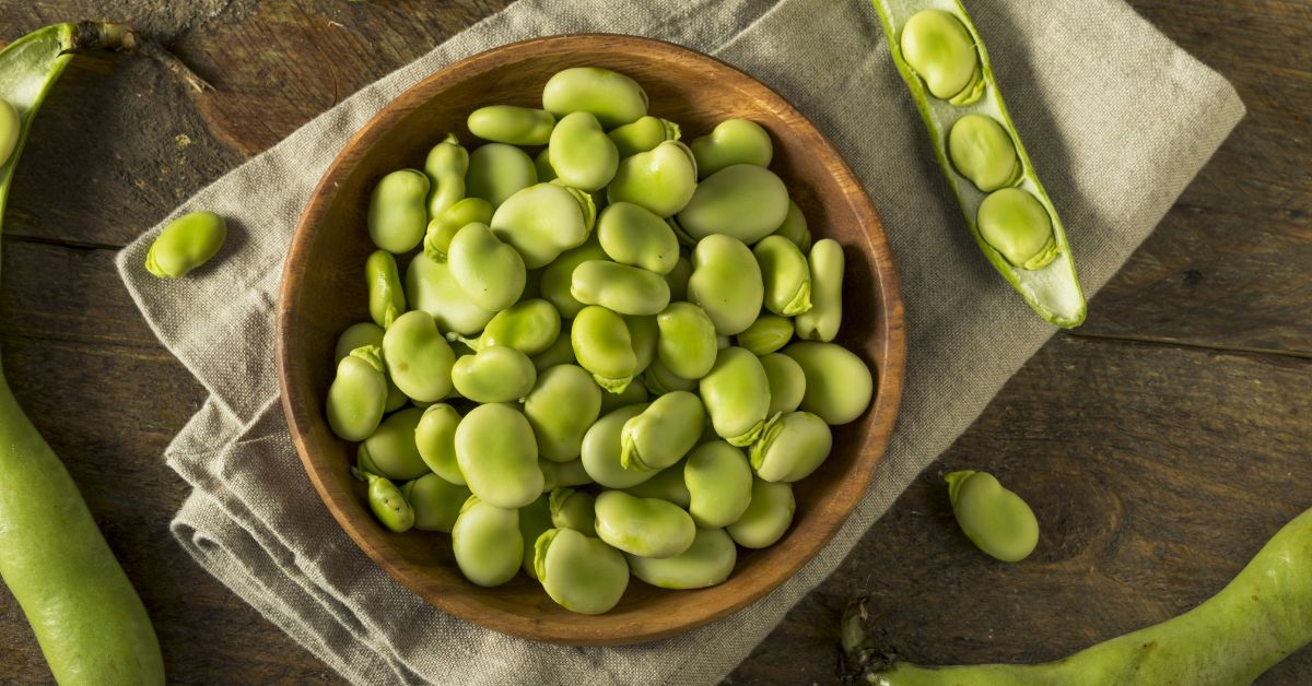 Raw Organic Green Fava Beans