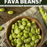 What Are Fava Beans?