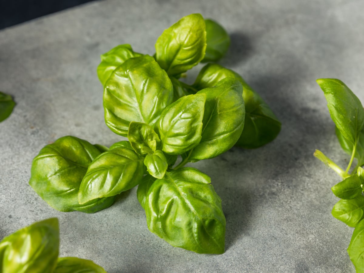 Raw Green Organic Italian Basil Leaves in a Bunch on a Gray Background