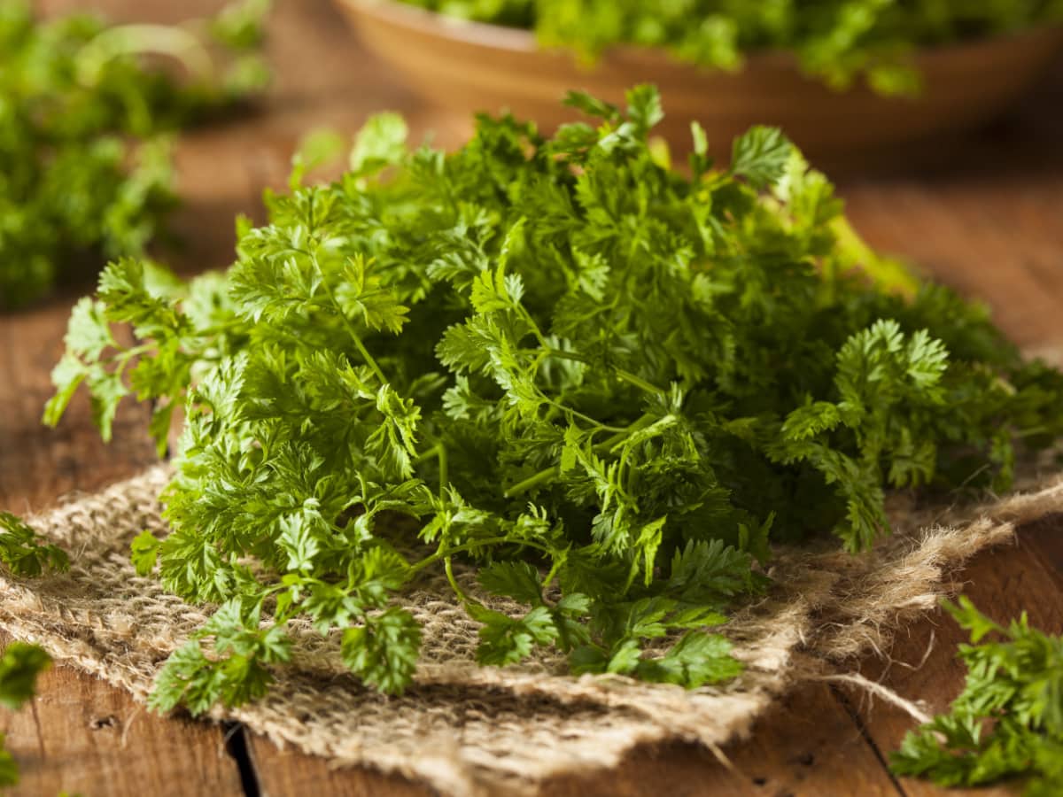 Bunch of Chervil Leaves on a Rustic Cloth