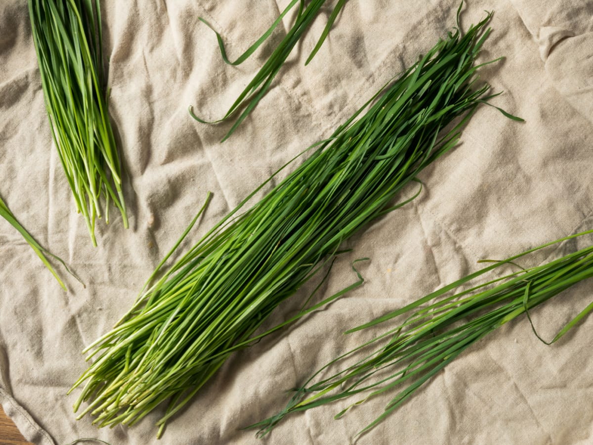 Raw Green Organic Korean Chives in a Bunch on a Rustic Cloth