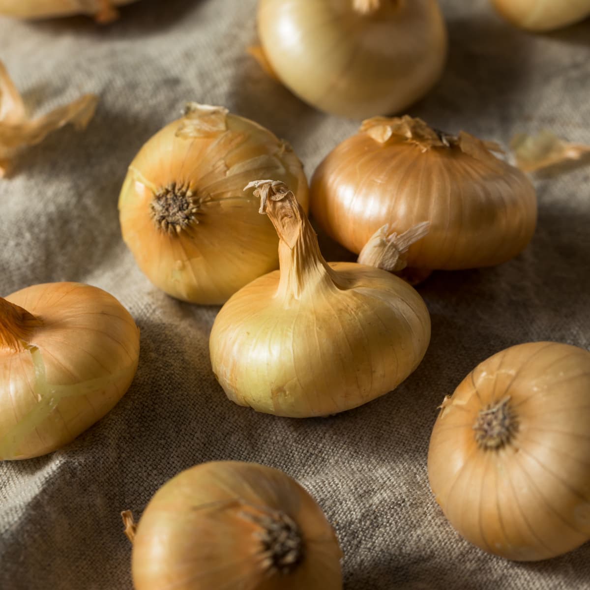 Raw Yellow Organic Cipolline Onions on  a Rustic Cloth