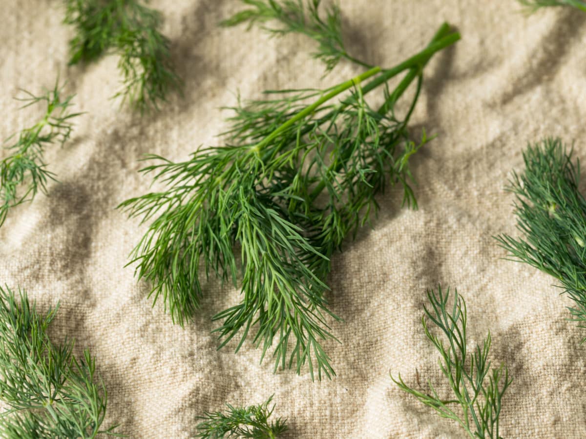 Raw Green Organic Dill Herb in a Bunch on a Rustic Cloth