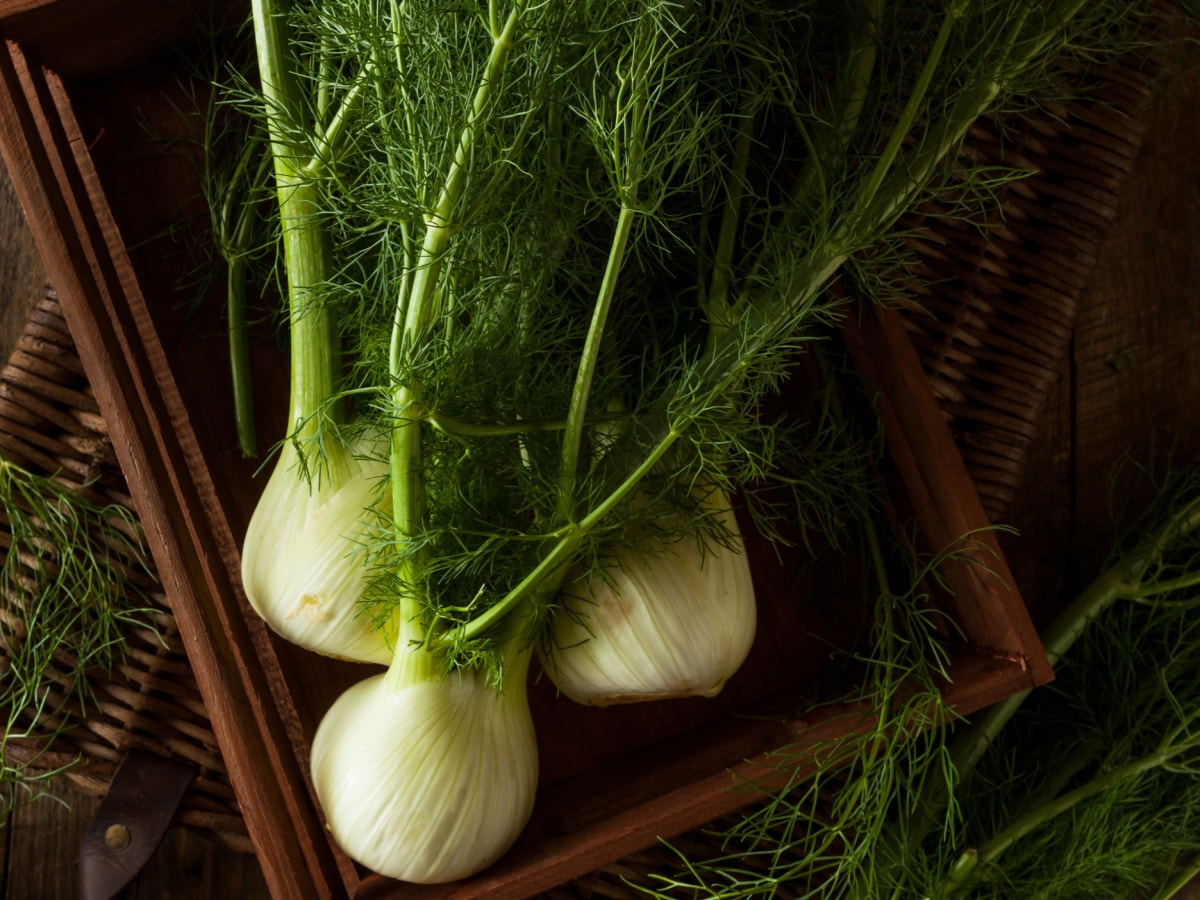 Raw Organic Fennel Bulbs Ready to Cook on a Wooden Box
