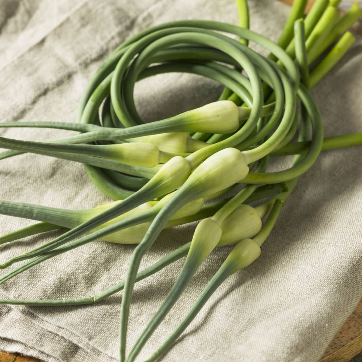 Raw Green Organic Garlic Scapes Ready to Use on a Rustic Cloth