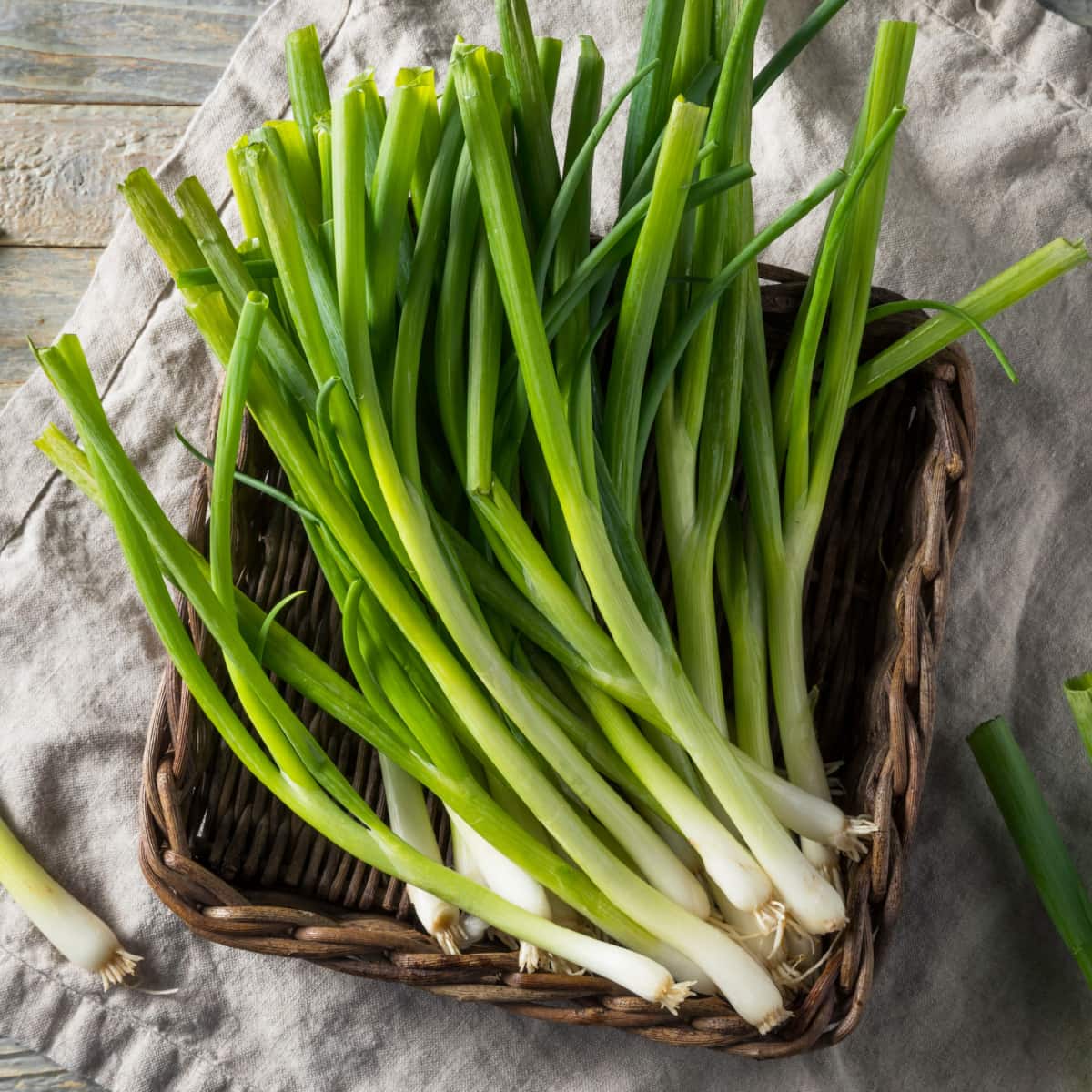 Bunch of Green Onions on a Woven Basket 