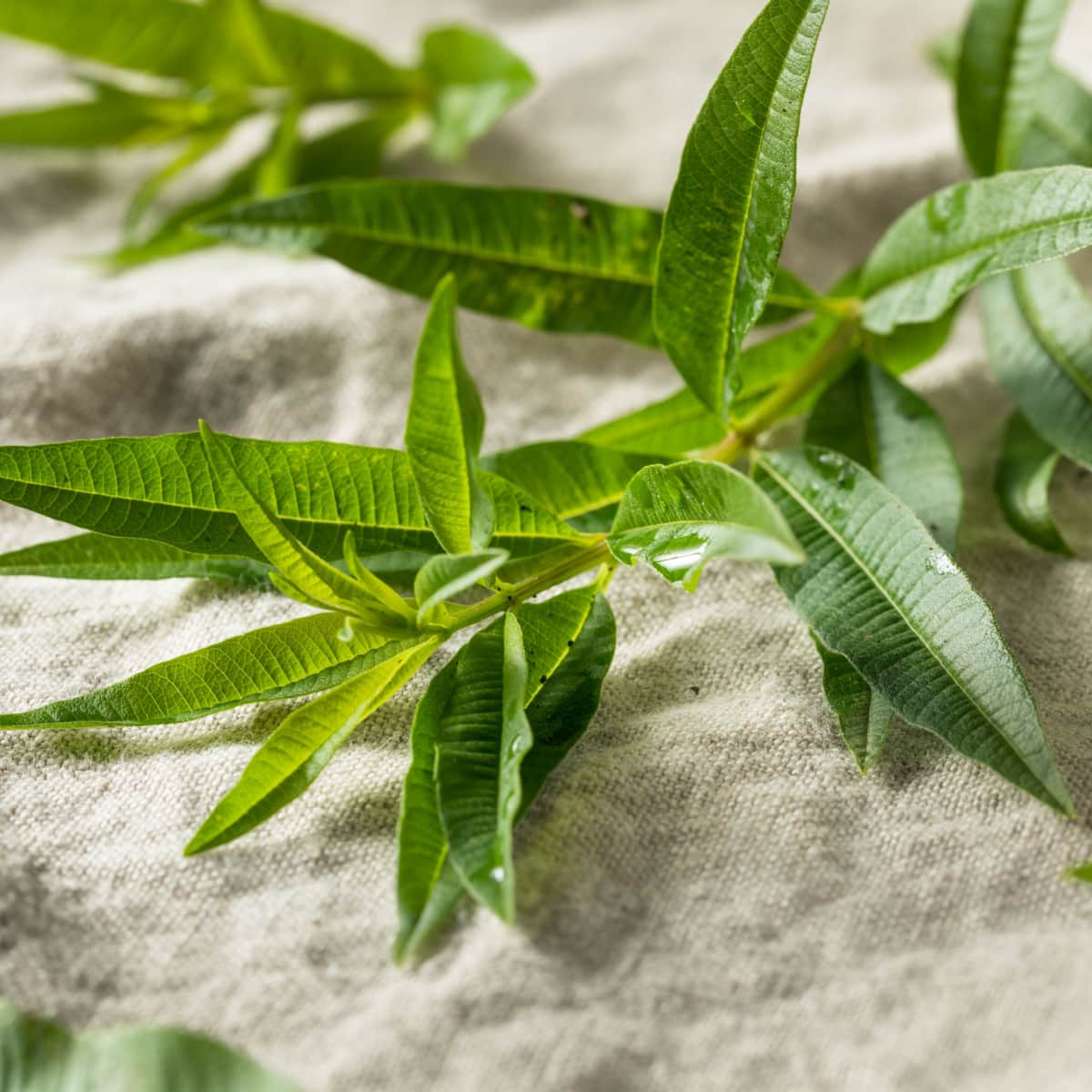 Green Organic Fresh Lemon Verbena Herb Leaves