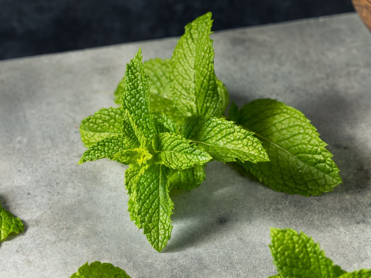Healthy Organic Raw Mint Leaves  on a Gray Table