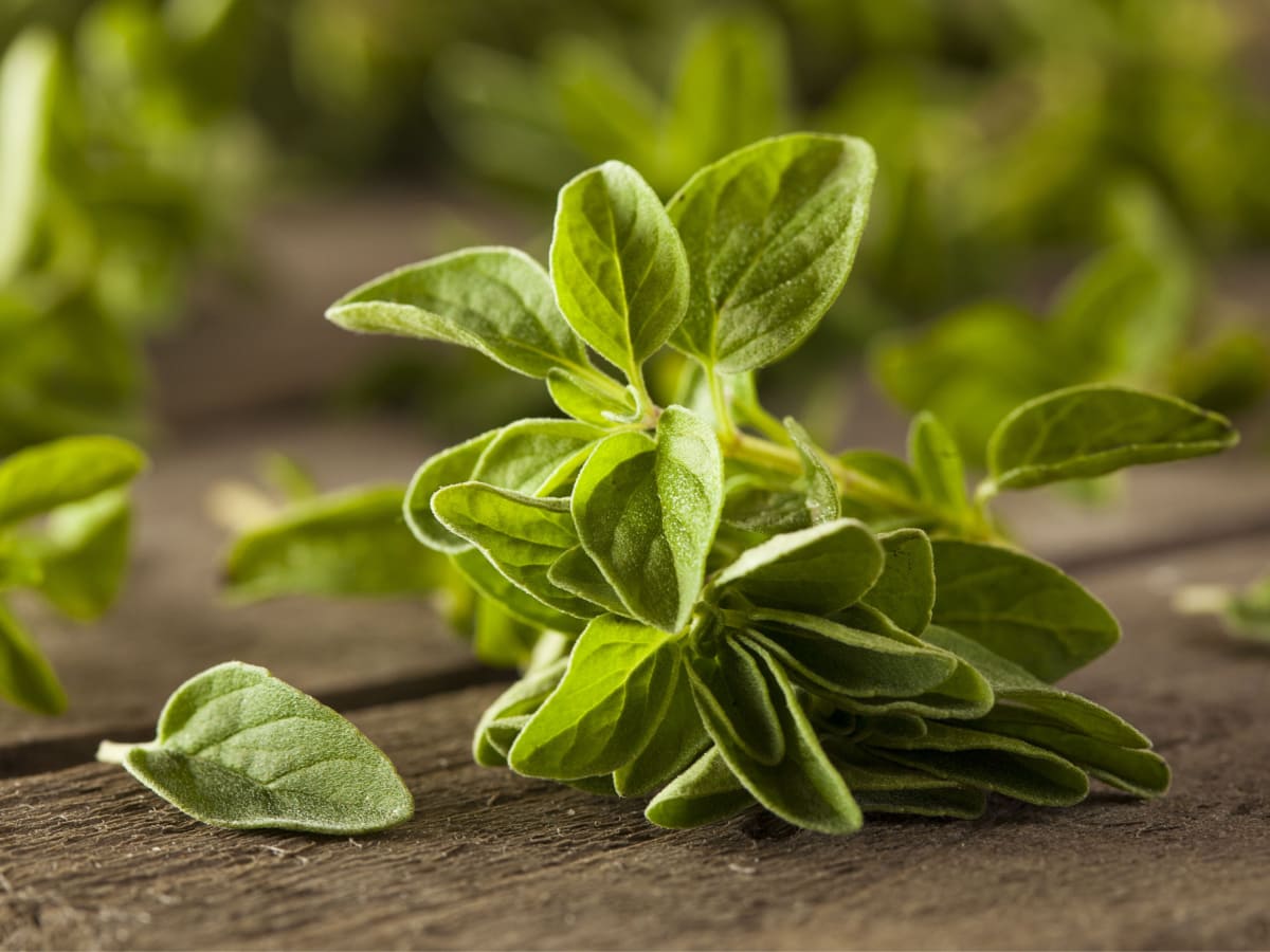 Raw Green Organic Oregano Ready to Use on a Wooden Table