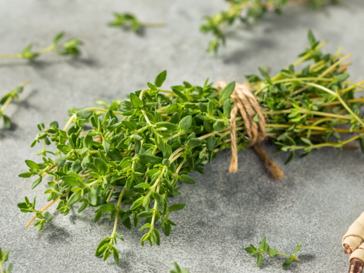 Raw Green Organic Thyme Herb in a Bunch for Cooking