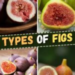 Types of Figs