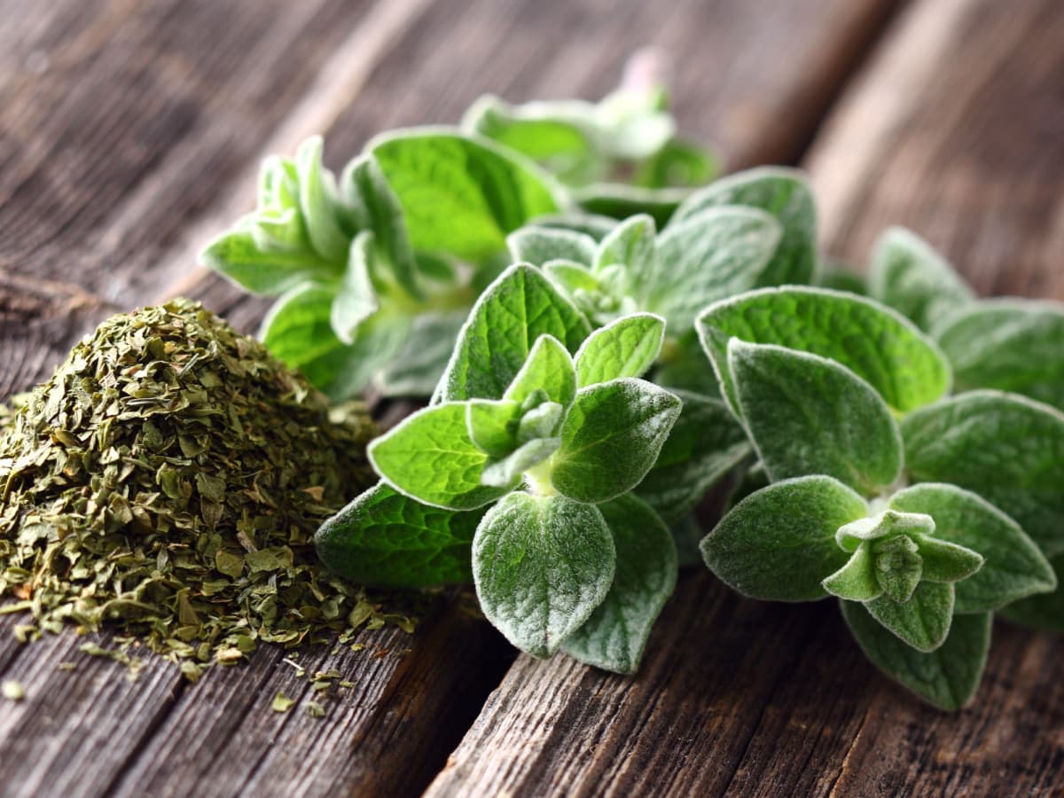 Fresh and Dried Oregano on a Wooden Table