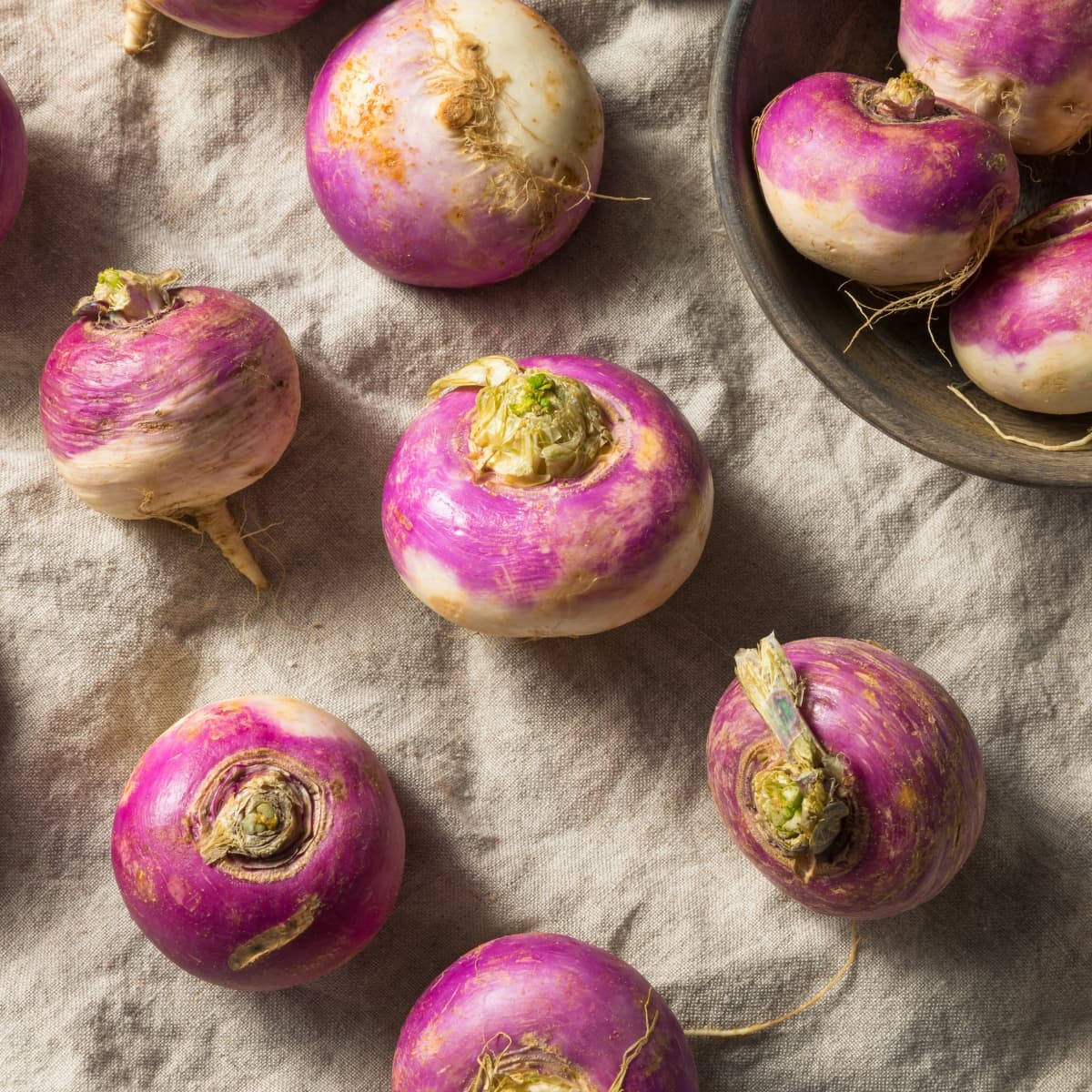 Turnip vs. Rutabaga- What is the Difference? featuring Raw Organic Purple Turnips on a Burlap Cloth