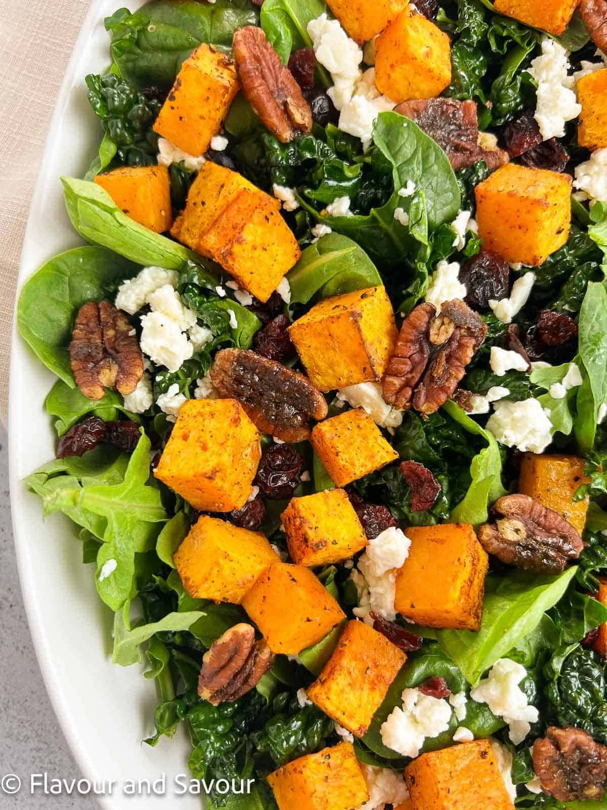 Plate of salad with squash, sweet cranberries, feta cheese crumbles, and crunchy pecans top a bed of baby spinach and tenderized kale